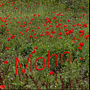 Mohn