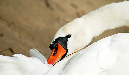 schwan8