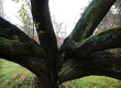 Baum, Mythologie, Gedichte